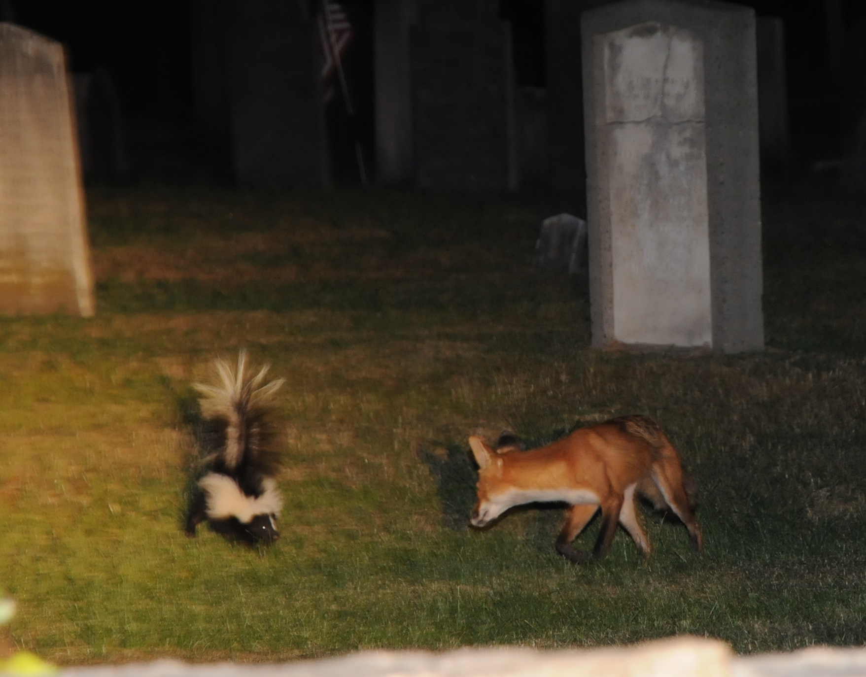 skunk vs fox wellesley ma