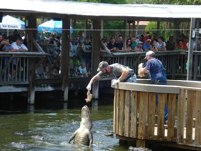2011 alligator gatorland