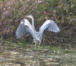 Blue Heron, Longfellow Pond, Wellesley MA