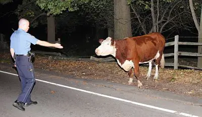 Wellesley MA cow escapes, tamed by police officer