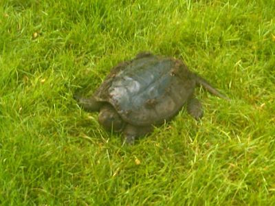 snapping turtle backyard wellesley june 1
