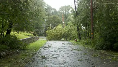 Wellesley tree and wires down hurricane irene