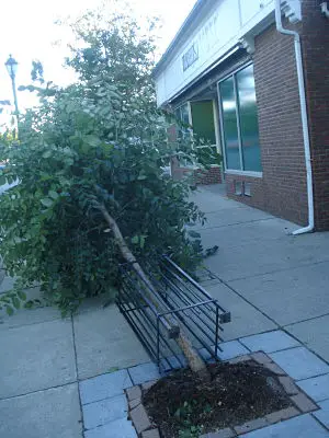 Downed tree on sidewalk near New Republic Bank