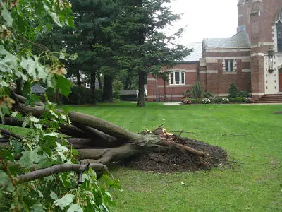 St. Paul's tree down Hurricane Irene